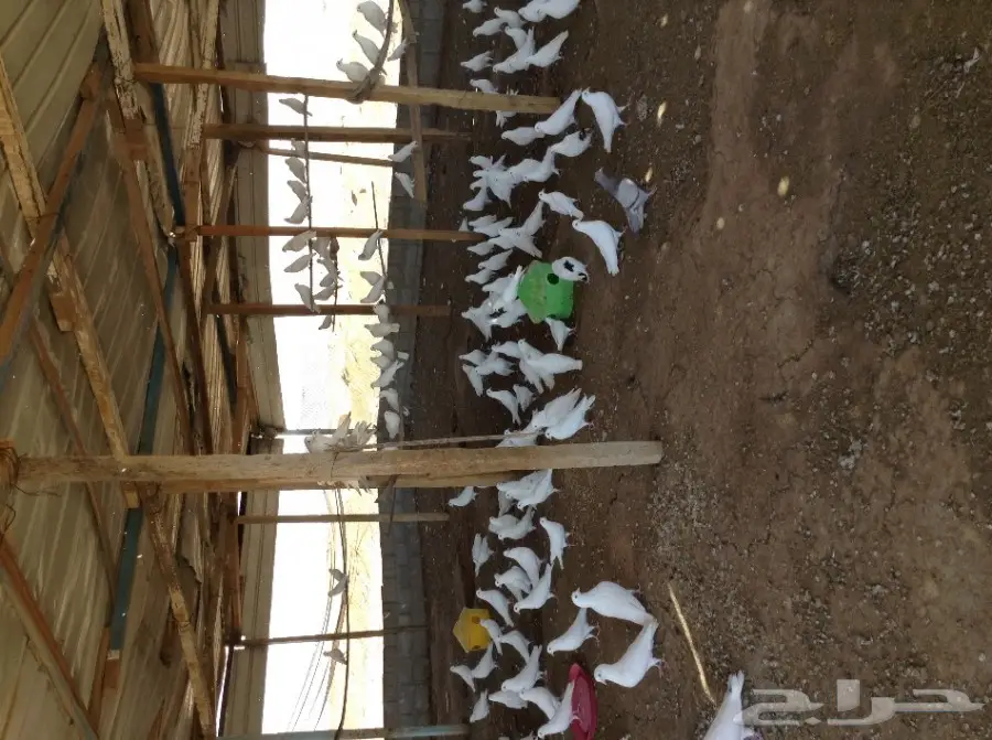 عشة حمام فرنسي  (image 2)