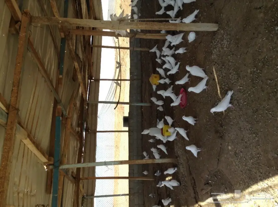 عشة حمام فرنسي  (image 3)