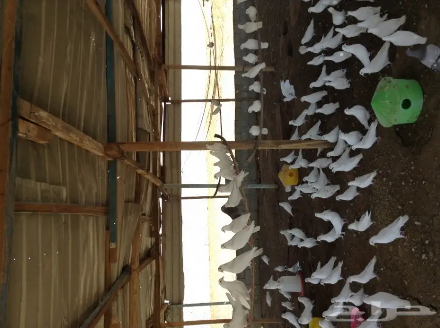 عشة حمام فرنسي  (image 4)