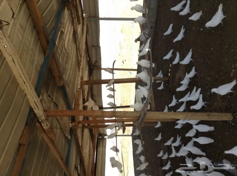 عشة حمام فرنسي  (image 5)