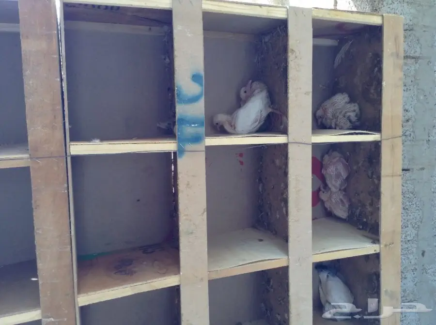 عشة حمام فرنسي  (image 6)