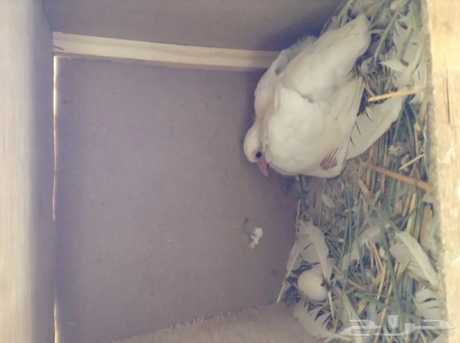 عشة حمام فرنسي  (image 7)