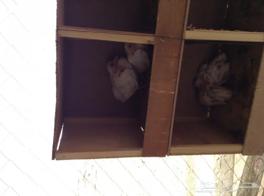 عشة حمام فرنسي  (image 8)