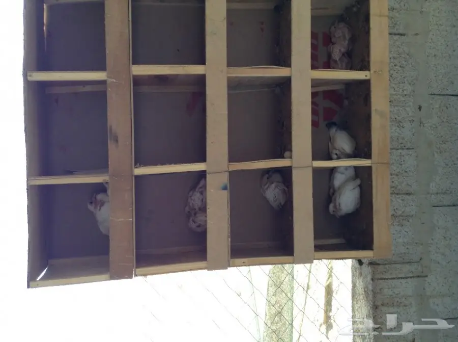 عشة حمام فرنسي  (image 9)