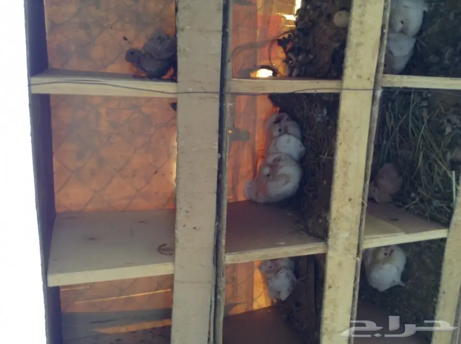 عشة حمام فرنسي  (image 10)