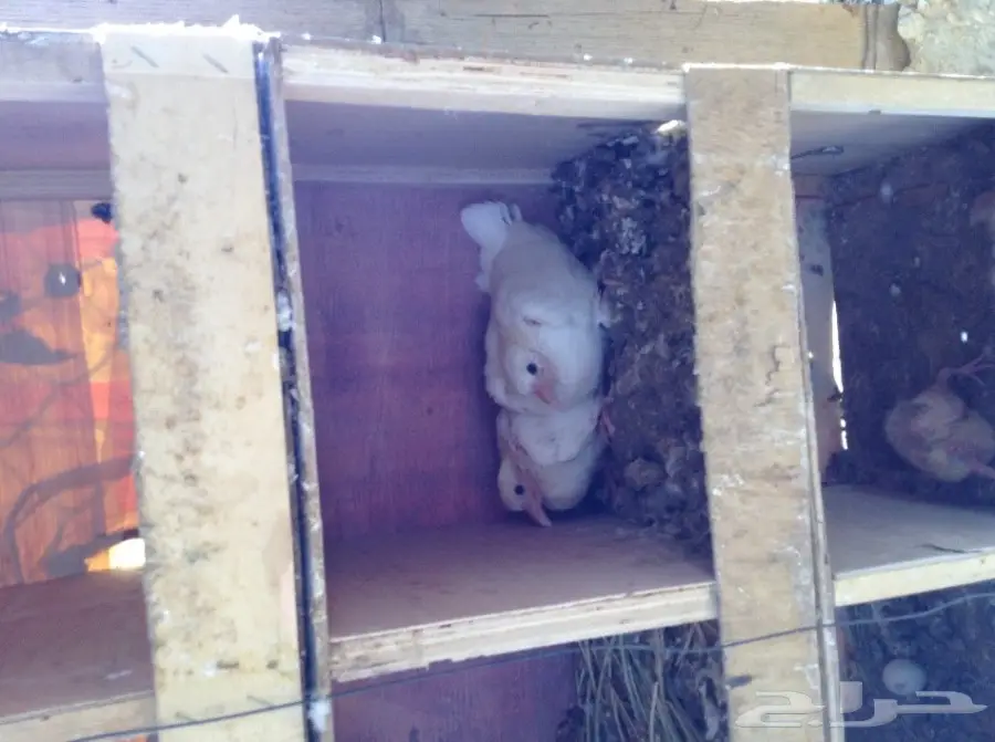 عشة حمام فرنسي  (image 11)