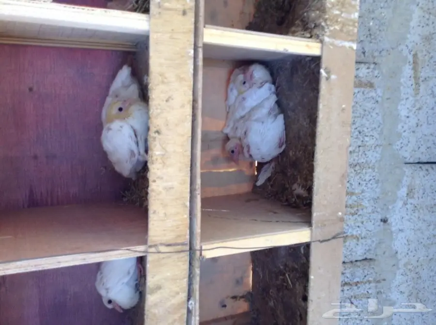 عشة حمام فرنسي  (image 12)