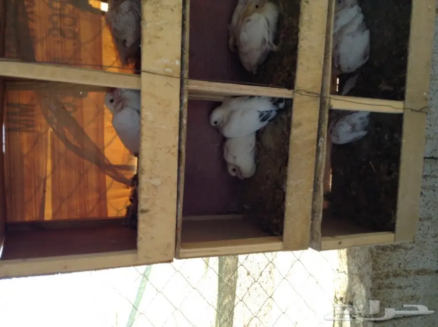 عشة حمام فرنسي  (image 13)