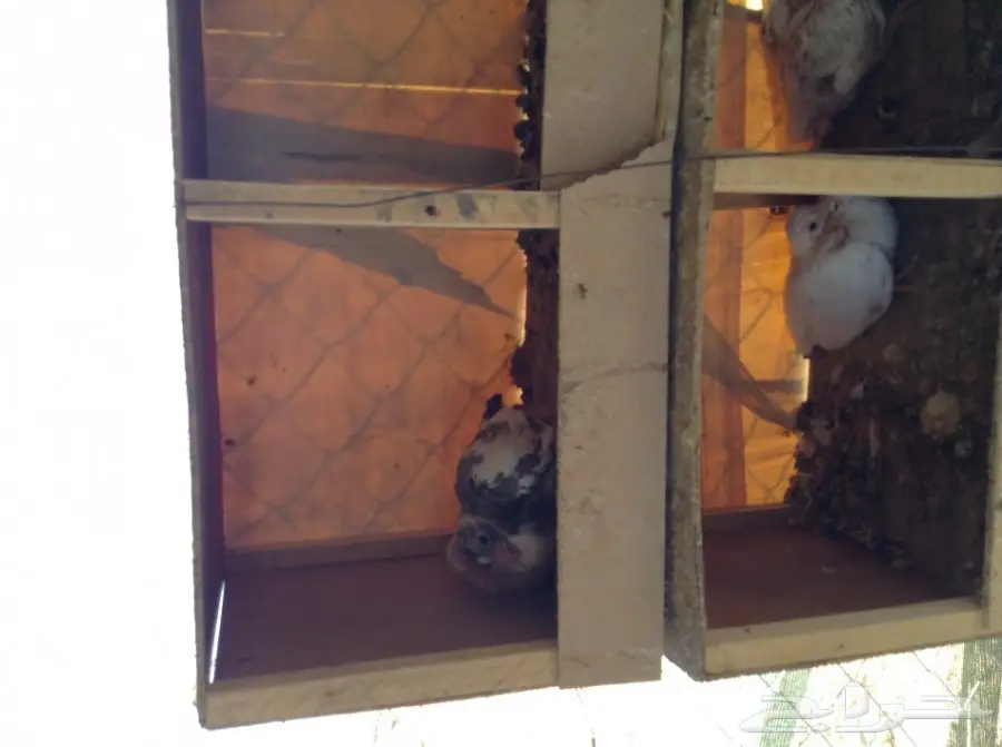 عشة حمام فرنسي  (image 14)