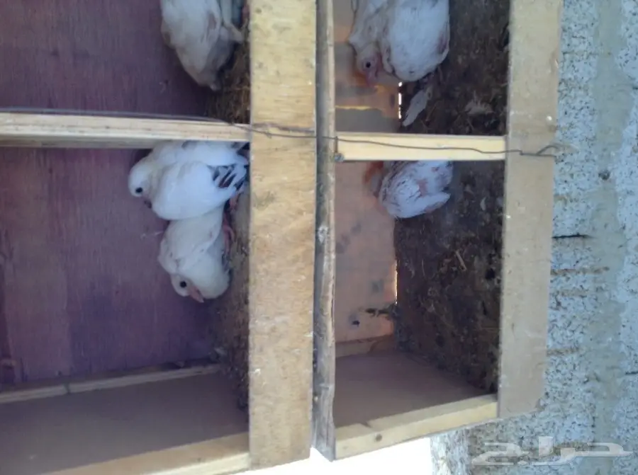 عشة حمام فرنسي  (image 15)