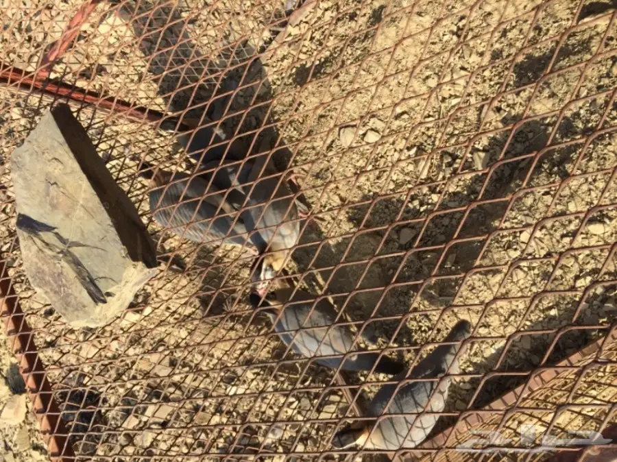 قهابا  (image 1)