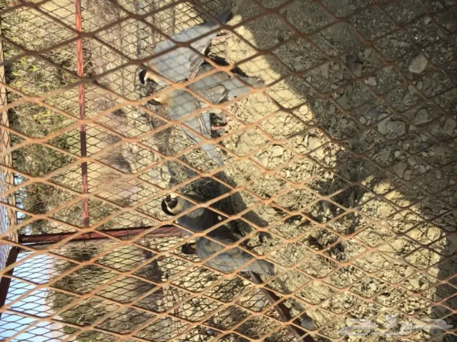 قهابا  (image 2)