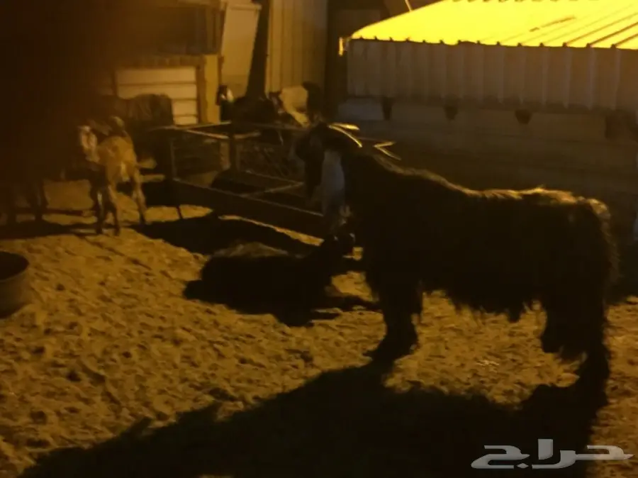 رأس غنم مثالي للتربية - حري سواكتي للبيع (image 1)