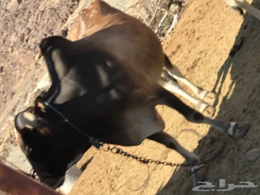 بقر للبيع مع الفحل 