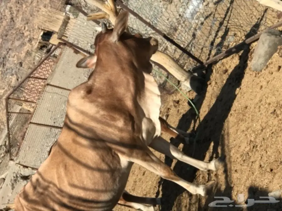 بقر للبيع مع الفحل  (image 1)