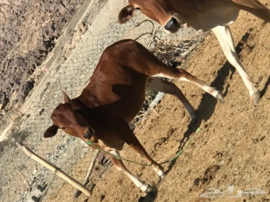 بقر للبيع مع الفحل  (image 2)