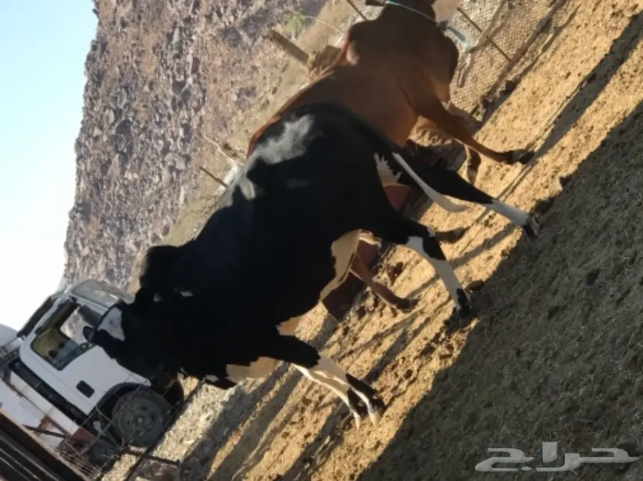 بقر للبيع مع الفحل  (image 4)
