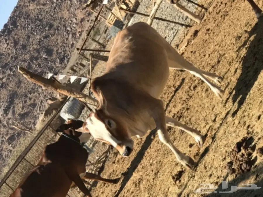 بقر للبيع مع الفحل  (image 5)