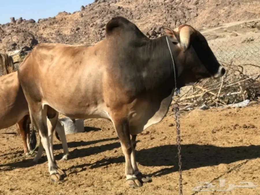 بقر للبيع مع الفحل  (image 6)