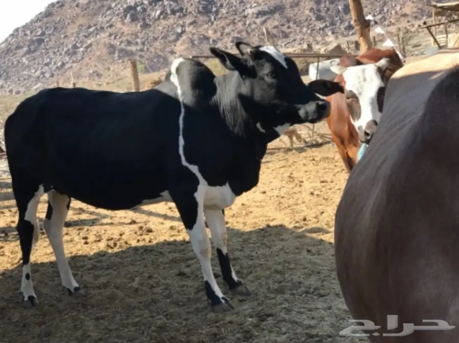 بقر للبيع مع الفحل  (image 7)