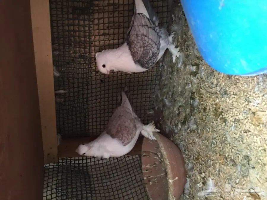 حمام - زوج حب رمان ب 80 ريال 