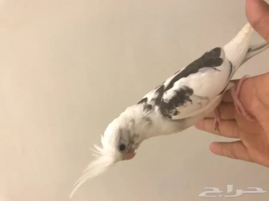 فرخ كروان مكتف