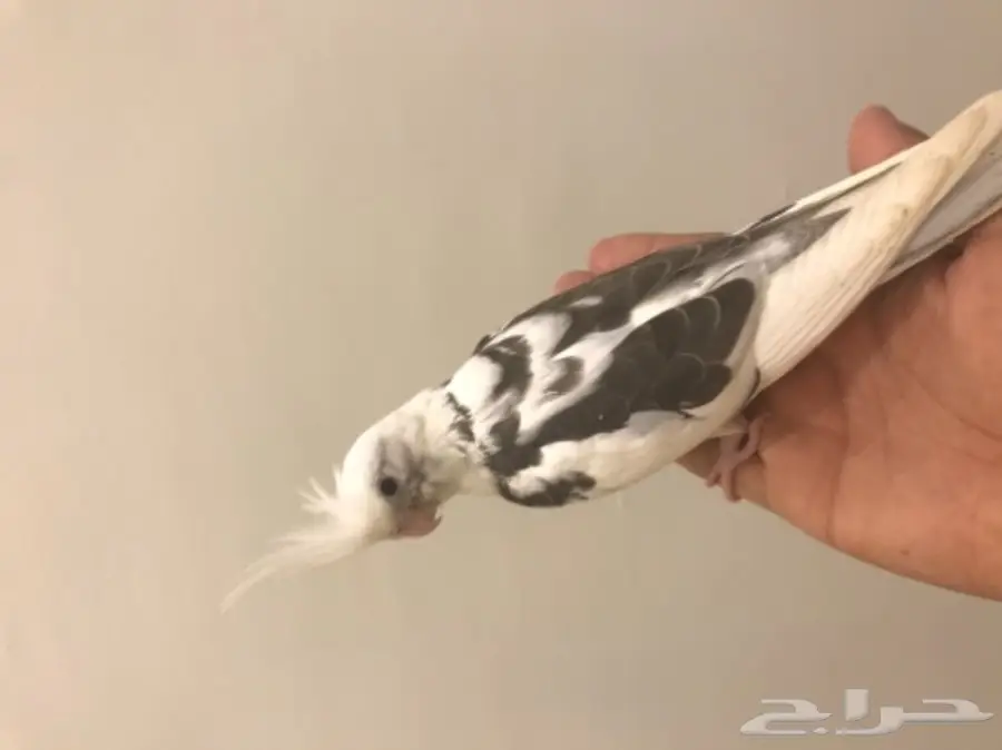 فرخ كروان مكتف (image 1)