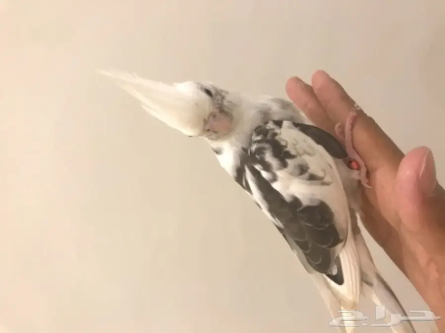 فرخ كروان مكتف (image 2)