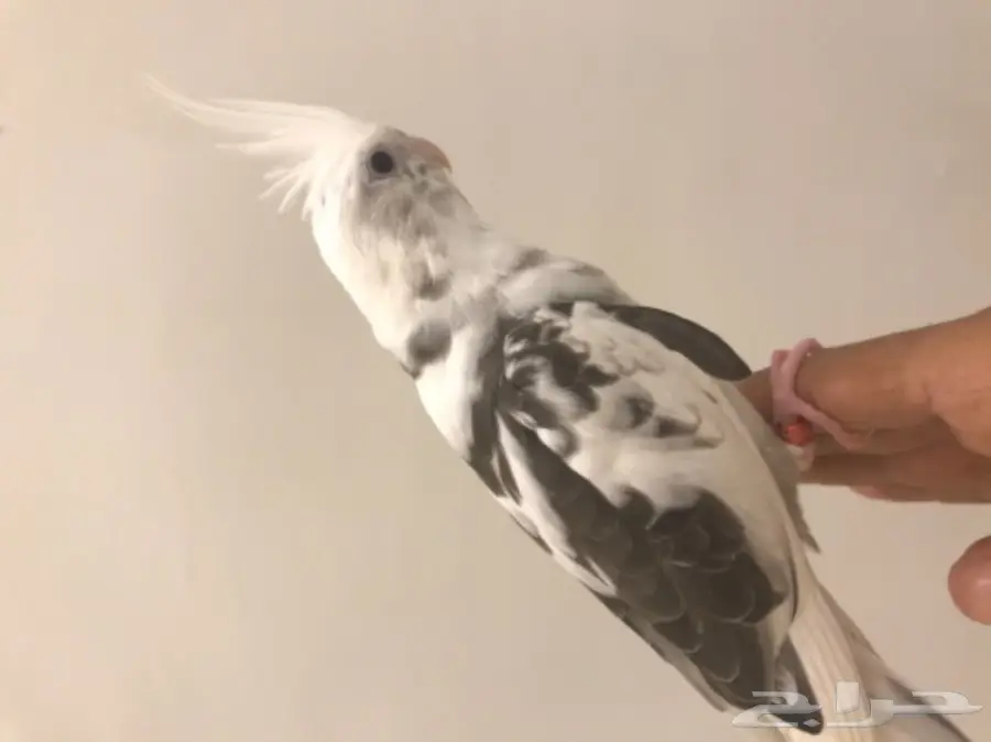 فرخ كروان مكتف (image 3)