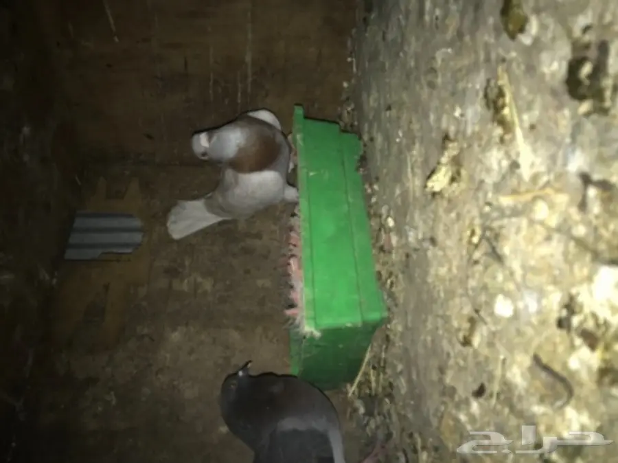 ذكور حمام فردات للبيع  (image 1)