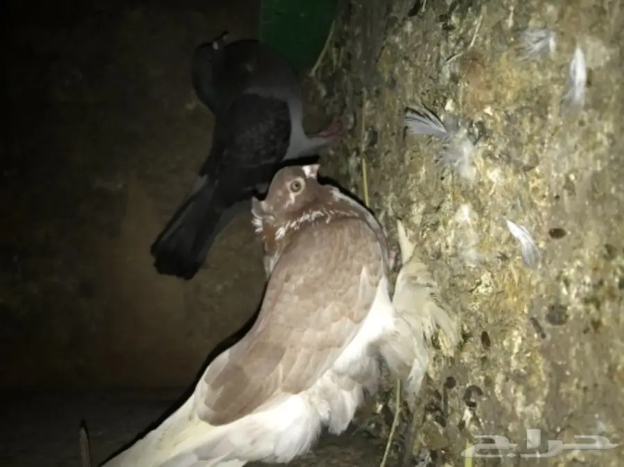ذكور حمام فردات للبيع  (image 3)