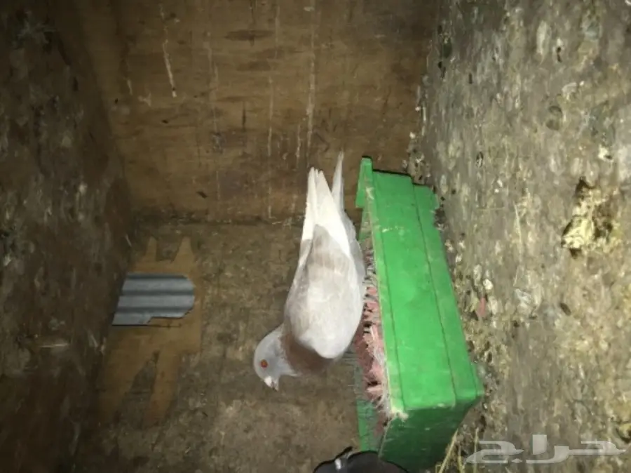 ذكور حمام فردات للبيع  (image 4)