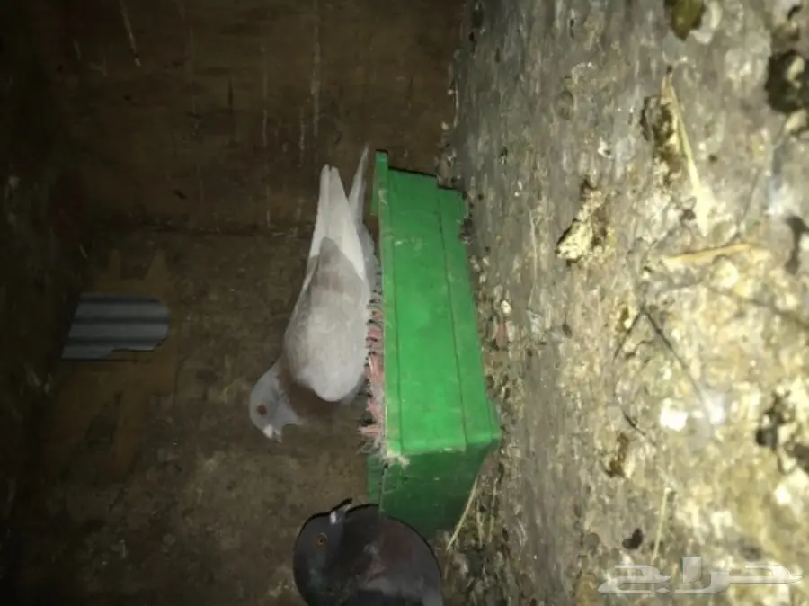 ذكور حمام فردات للبيع  (image 5)