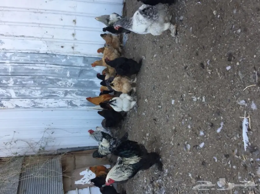 دجاج براهما