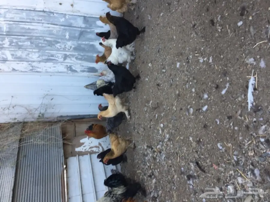 دجاج براهما (image 1)