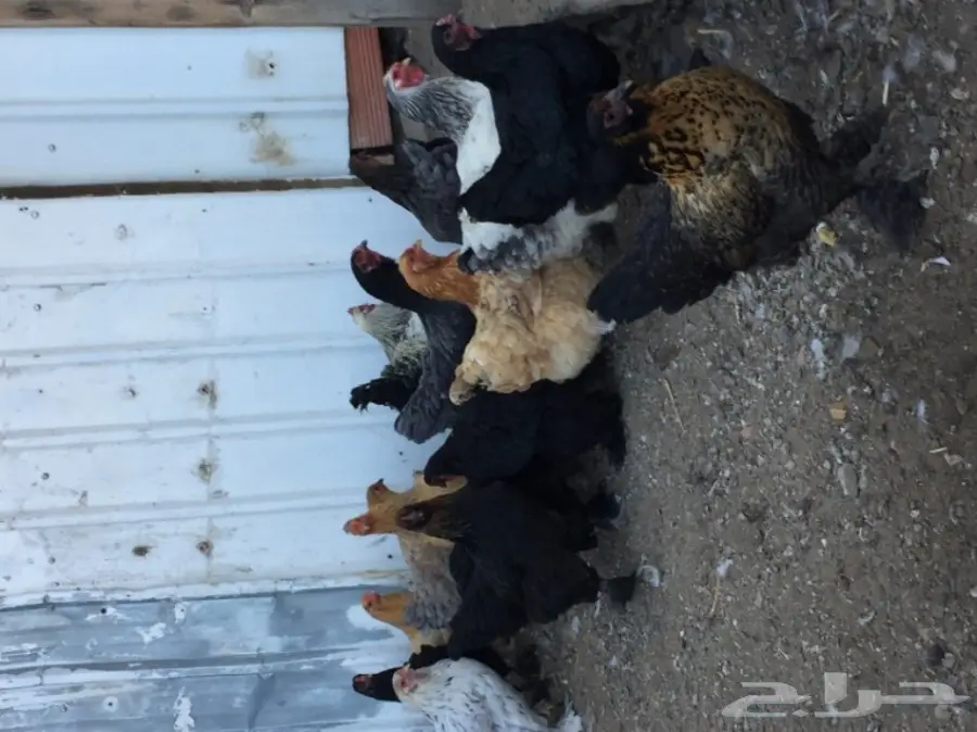 دجاج براهما (image 2)