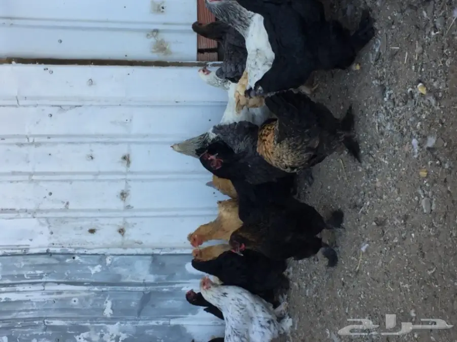 دجاج براهما (image 3)