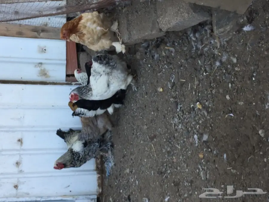 دجاج براهما (image 4)