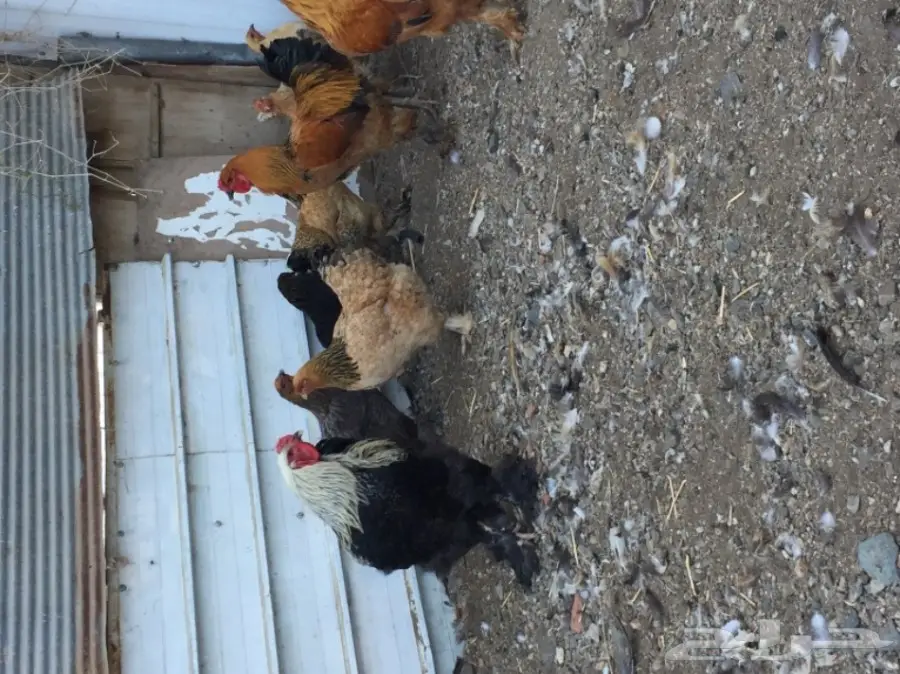 دجاج براهما (image 5)