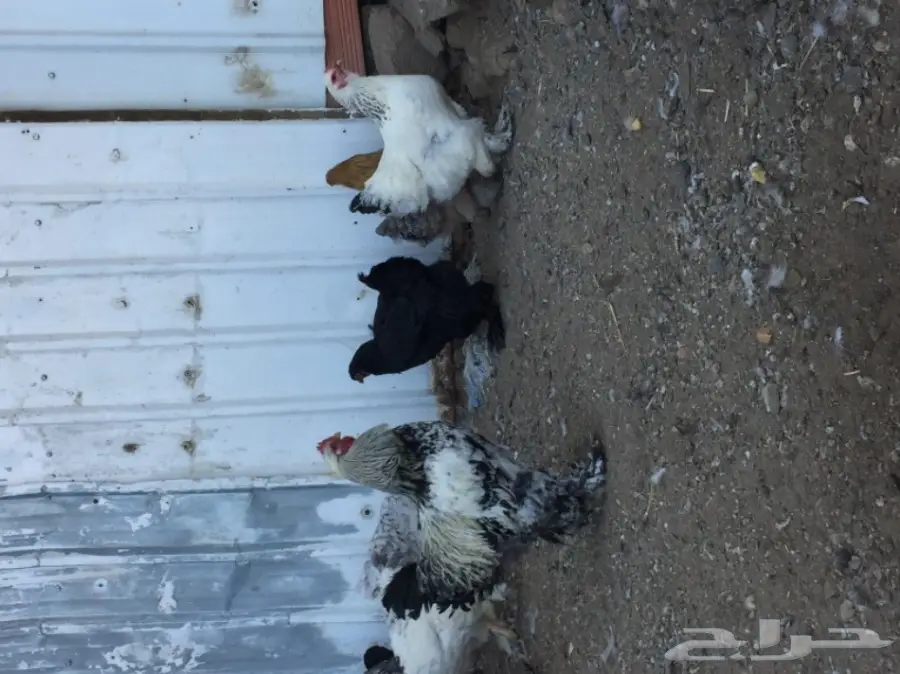 دجاج براهما (image 6)