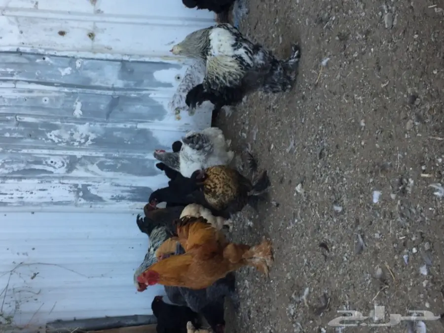 دجاج براهما (image 7)