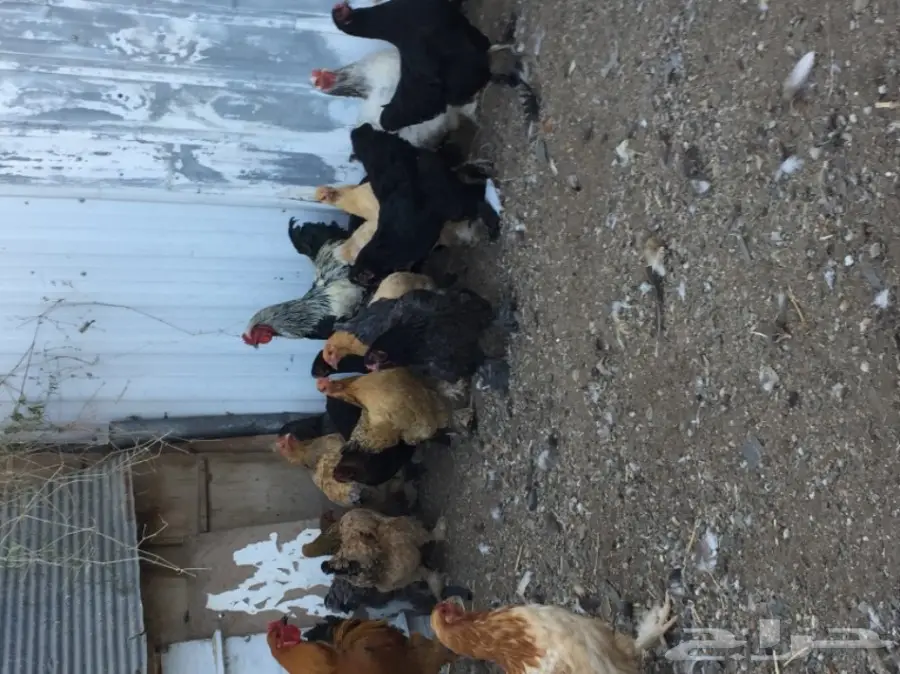 دجاج براهما (image 8)