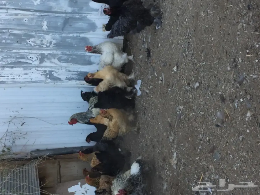 دجاج براهما (image 9)