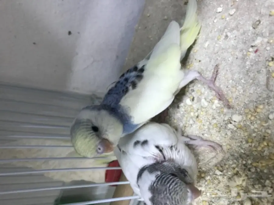 3 فروخ بادجي غر 