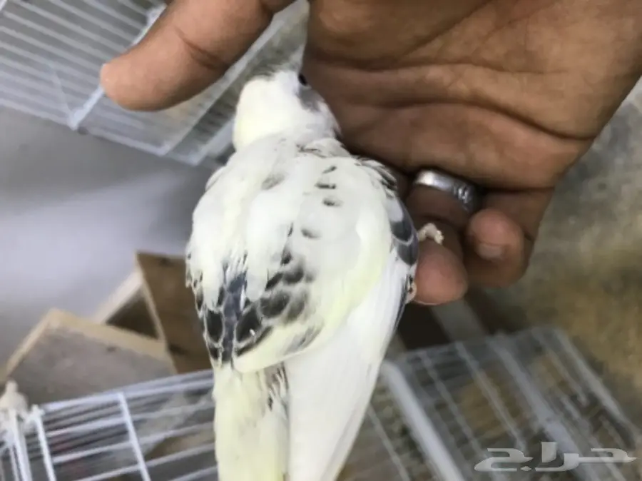 3 فروخ بادجي غر  (image 1)