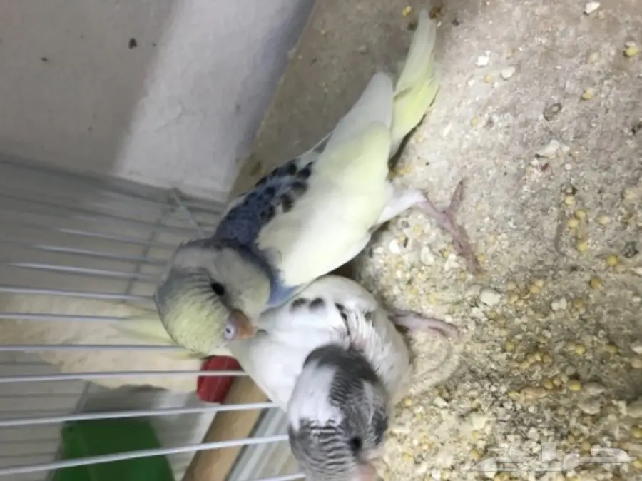 3 فروخ بادجي غر  (image 2)