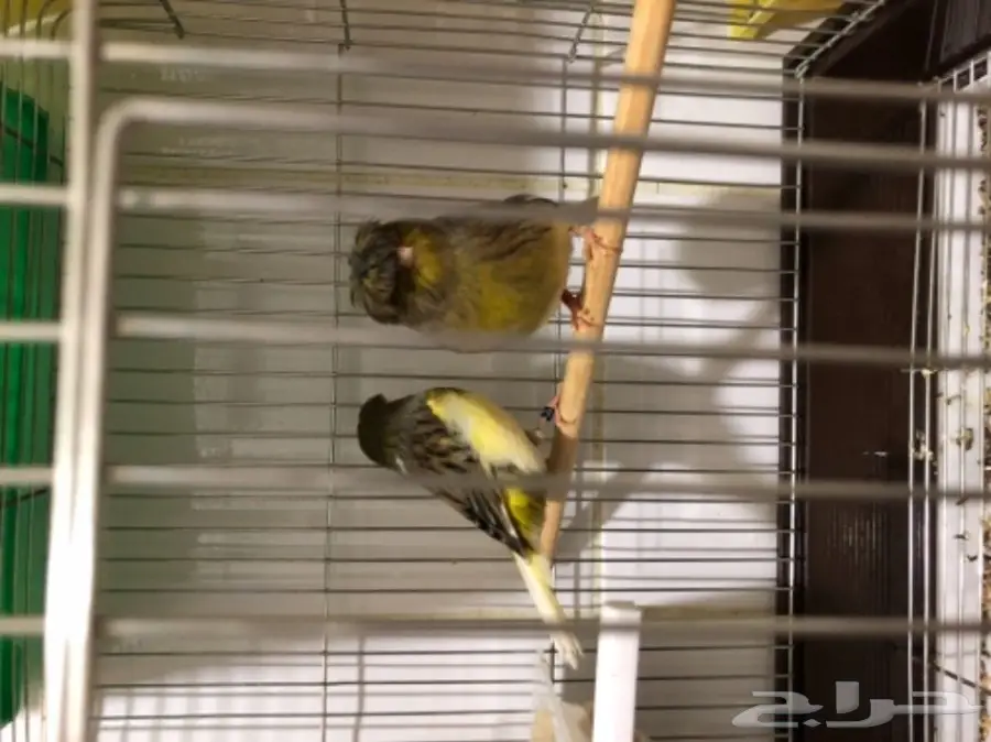 جوز كناري جوليستر جاهز 