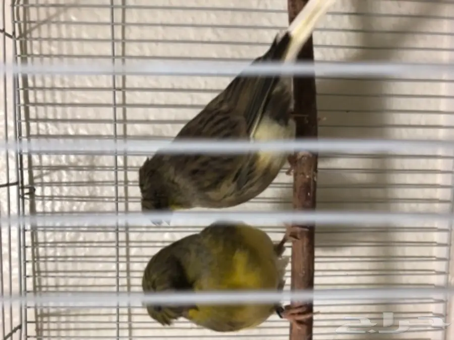 جوز كناري جوليستر جاهز  (image 1)