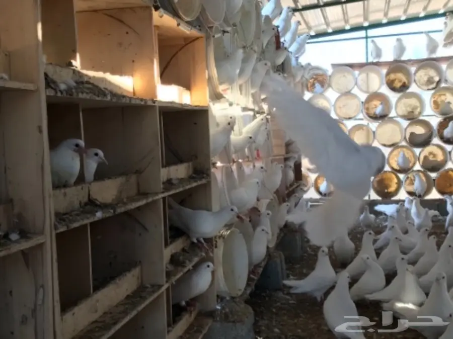 حمام سوبر جامبو ابيض لاحم فرنسي (image 5)