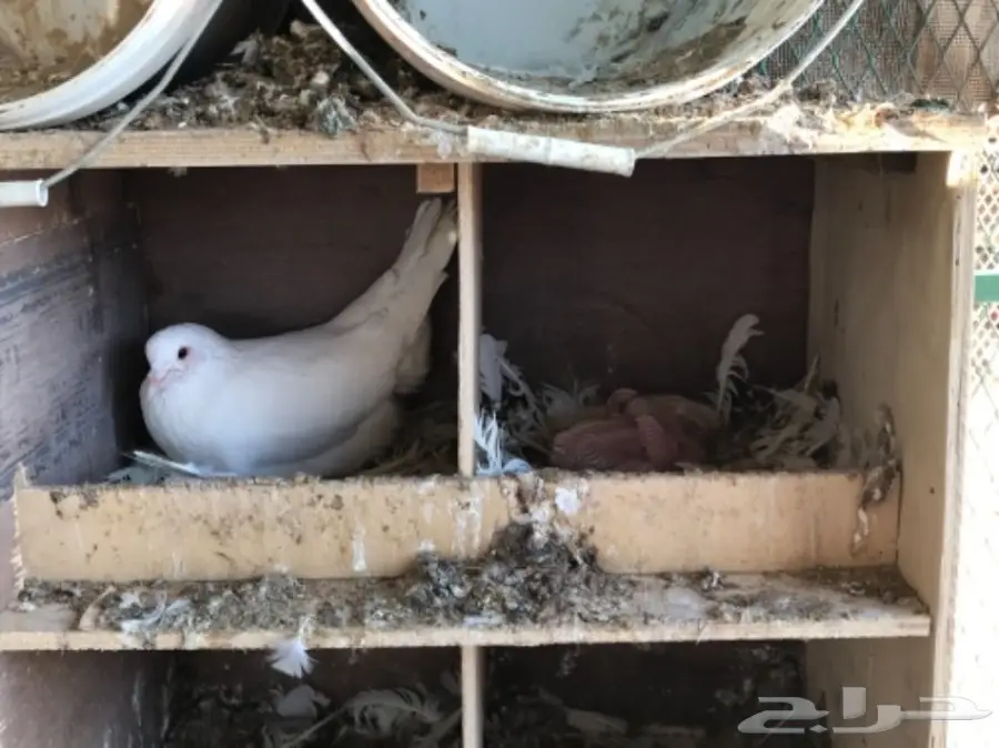 حمام سوبر جامبو ابيض لاحم فرنسي (image 6)